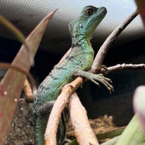 Basiliscus plumifrons (Viherbasiliski)