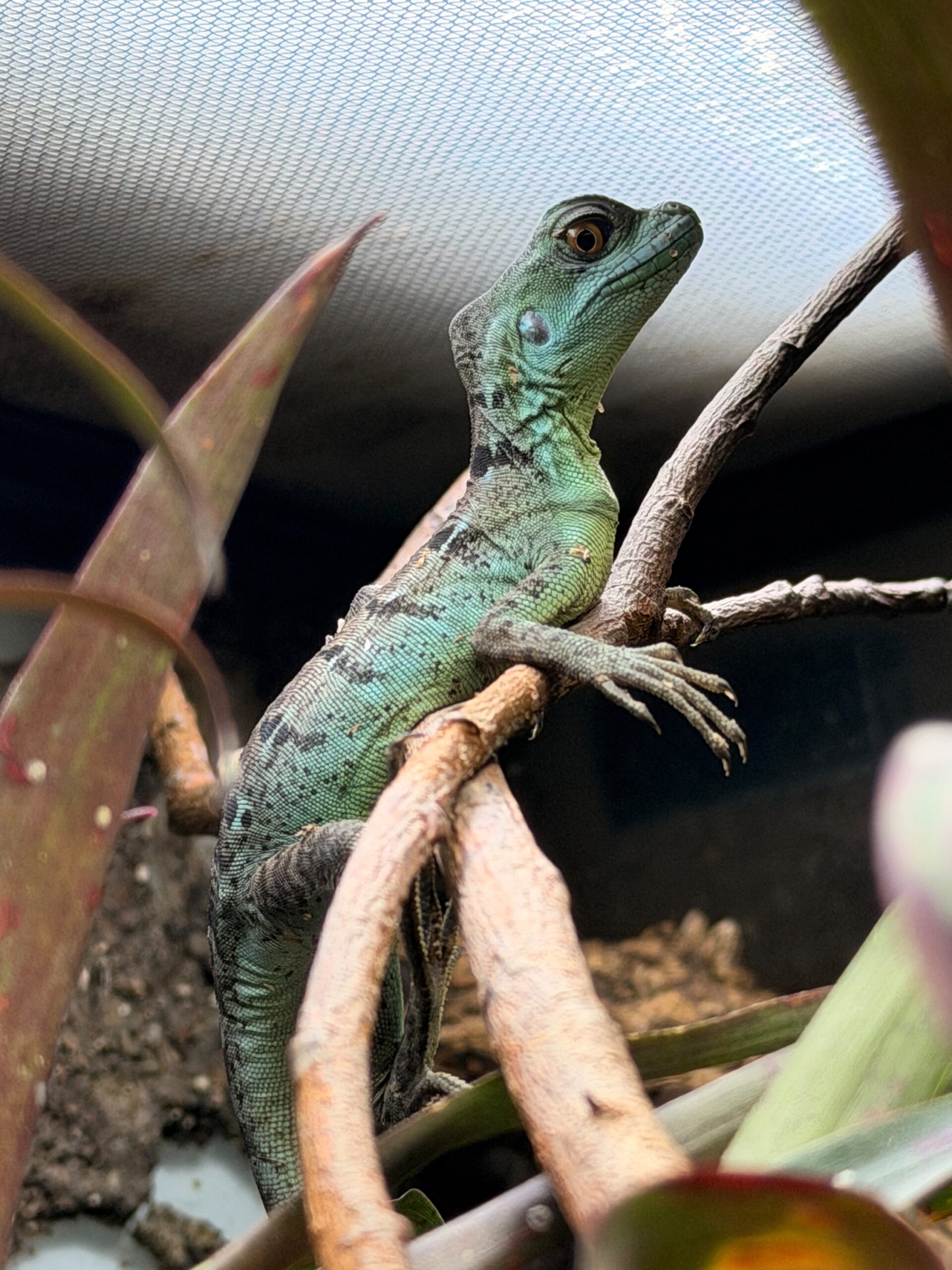 Basiliscus plumifrons (Viherbasiliski)