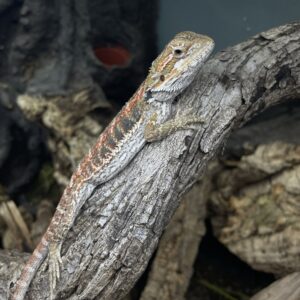 Pogona vitticeps (Parta-agama) RWY