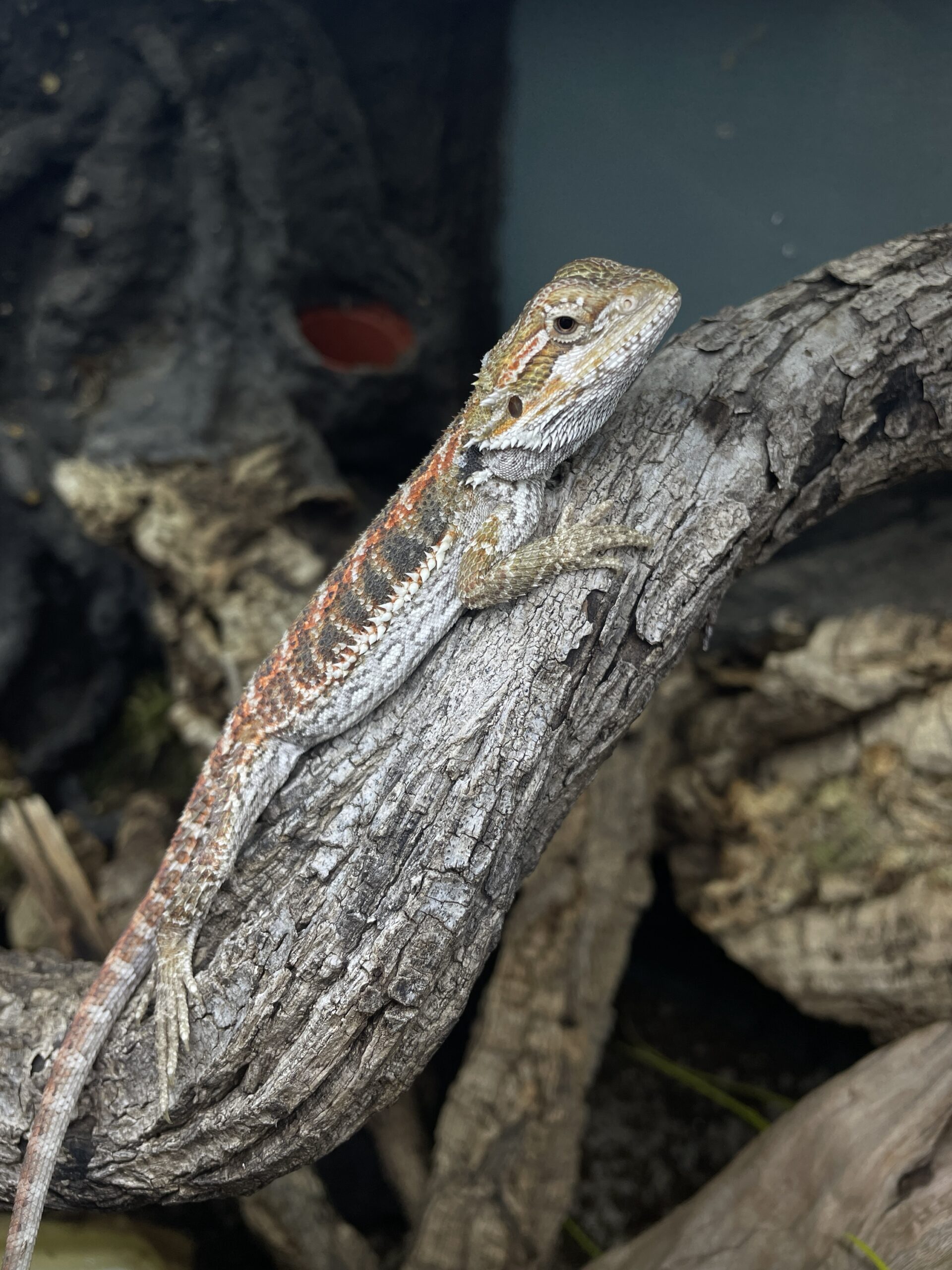Pogona vitticeps (Parta-agama) RWY