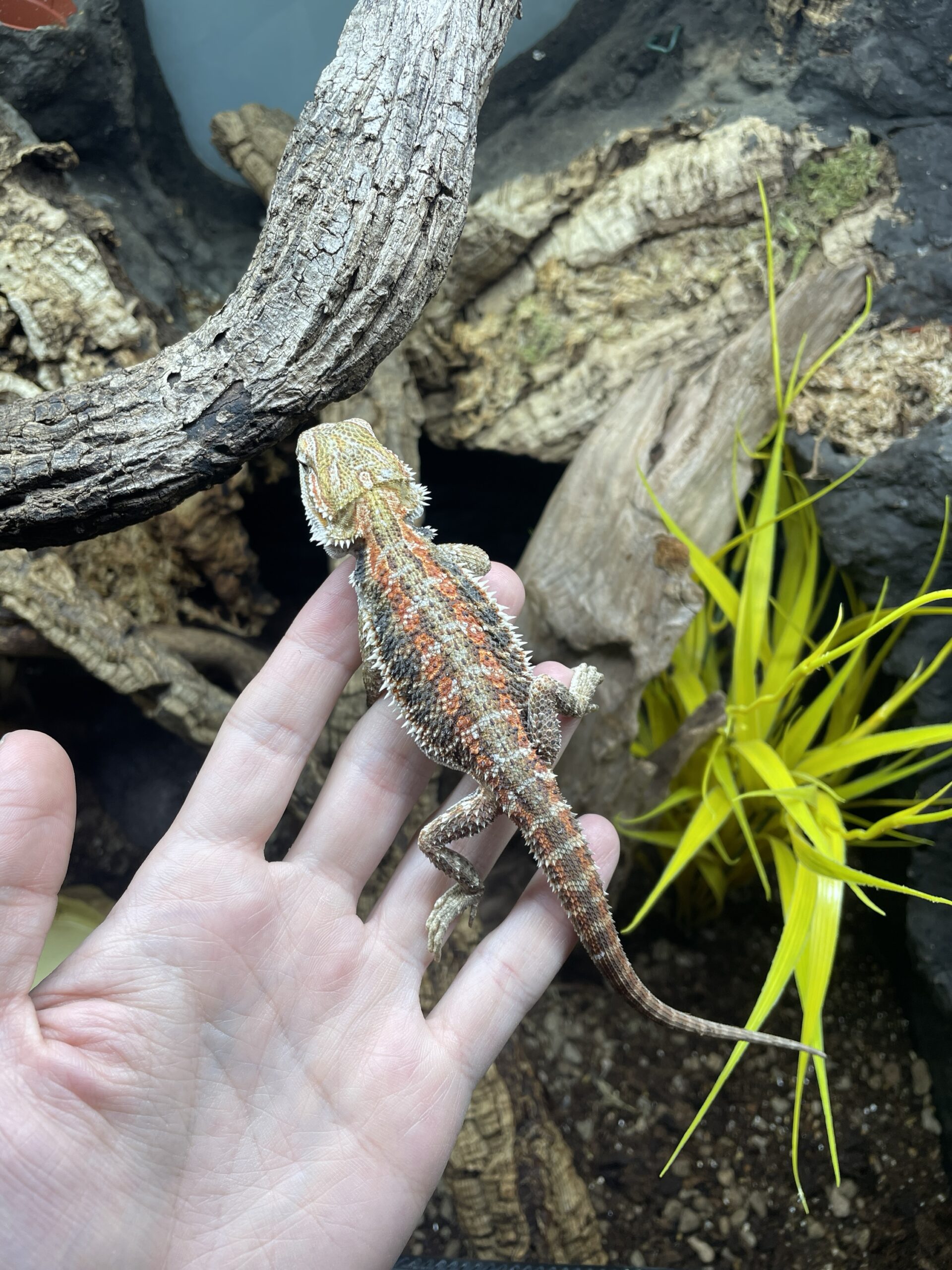 Pogona vitticeps (Parta-agama) RWY - Image 3