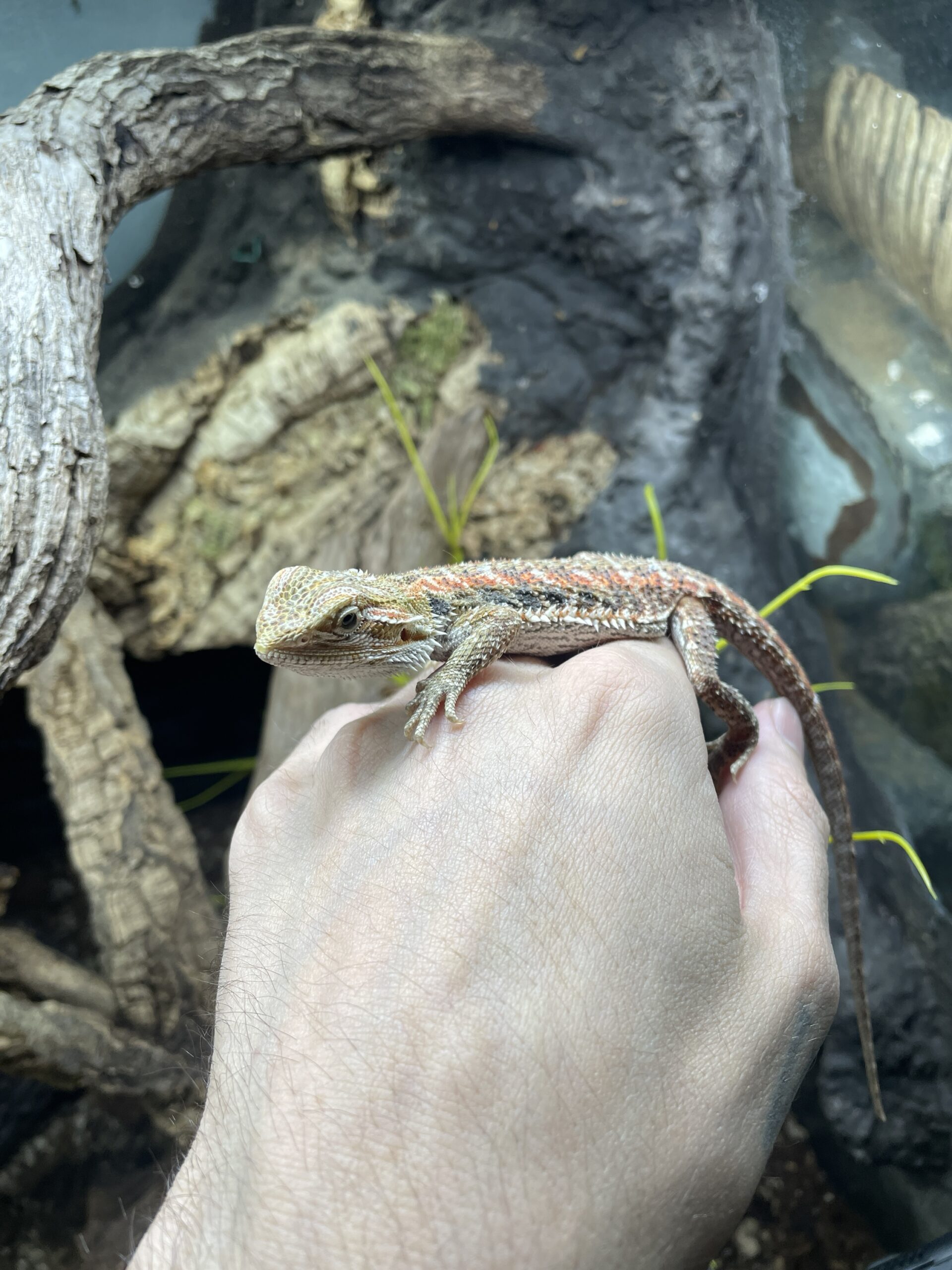 Pogona vitticeps (Parta-agama) RWY - Image 2
