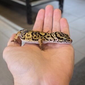 Eublepharis macularius (Leopardigekko) #1