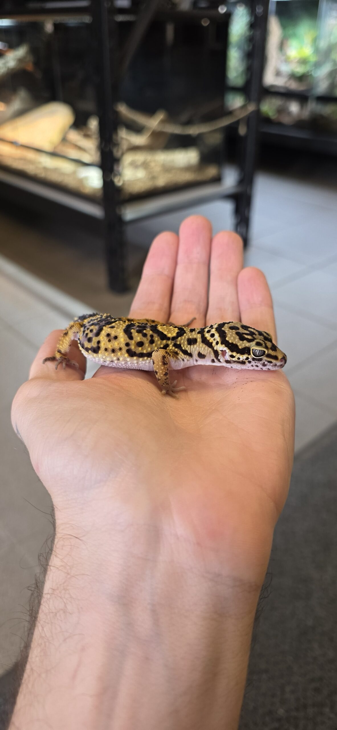 Eublepharis macularius (Leopardigekko) #1