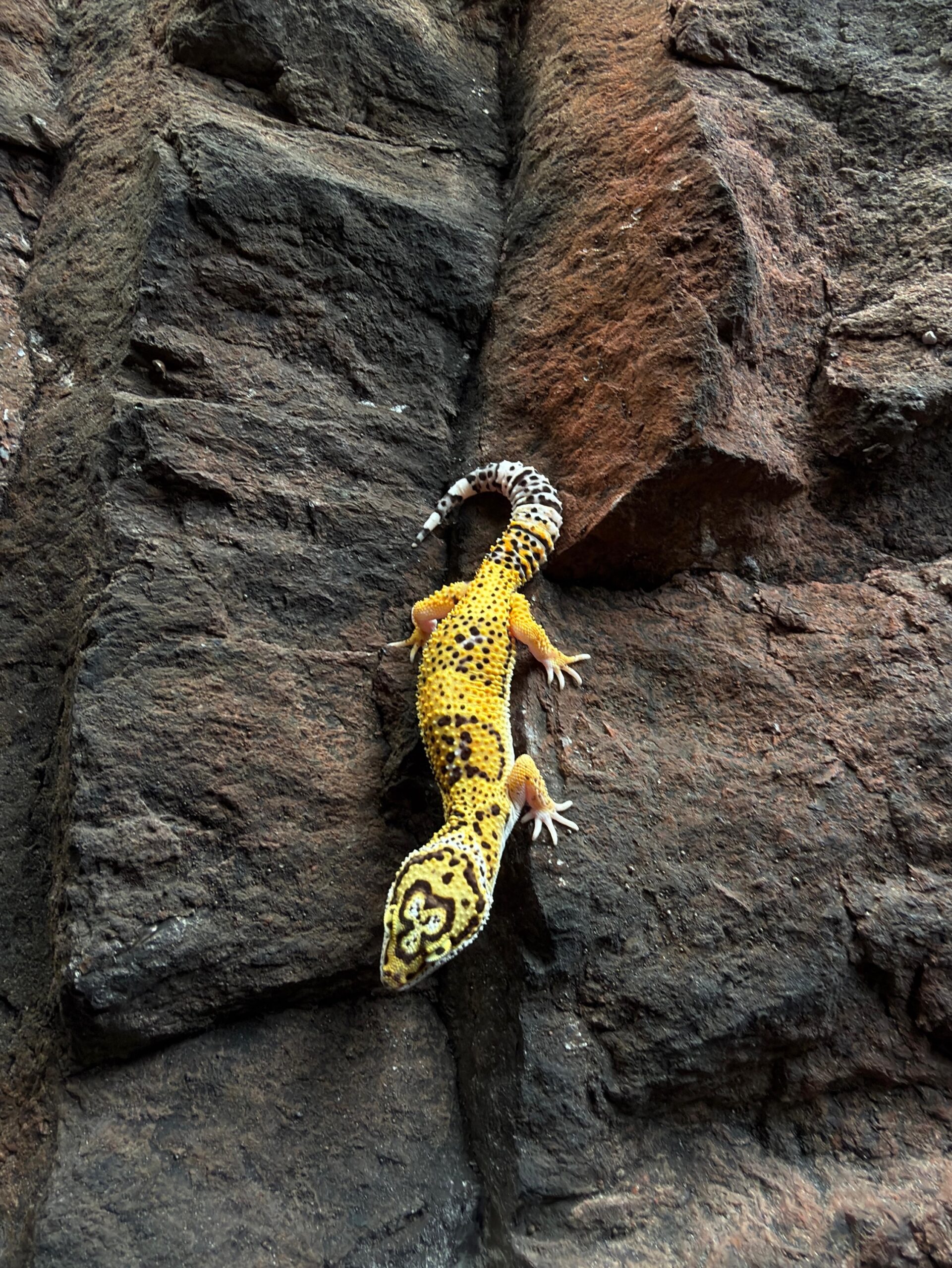 Eublepharis macularius (Leopardigekko) #2 - Image 2