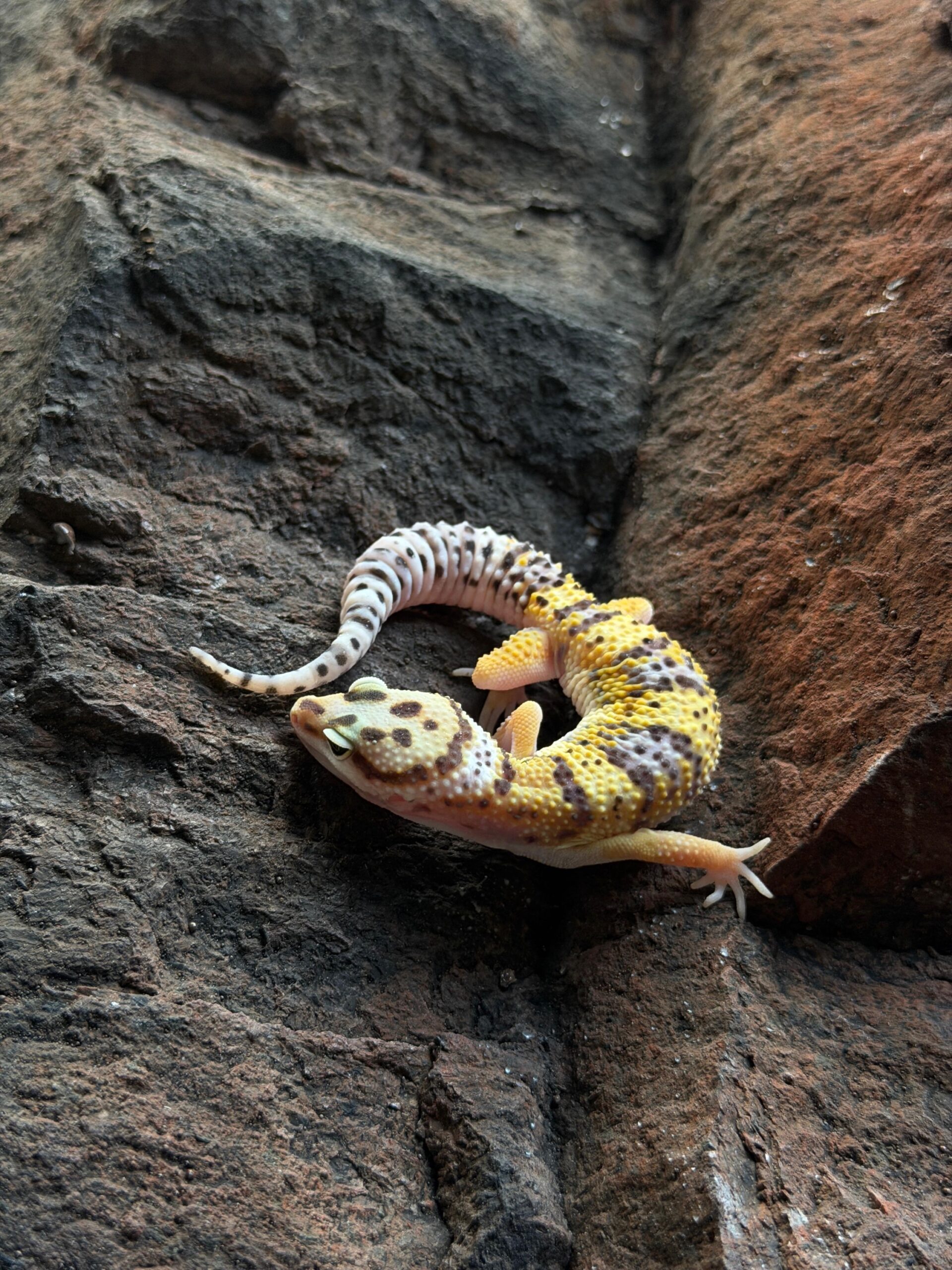 Eublepharis macularius (Leopardigekko) #5 - Image 2