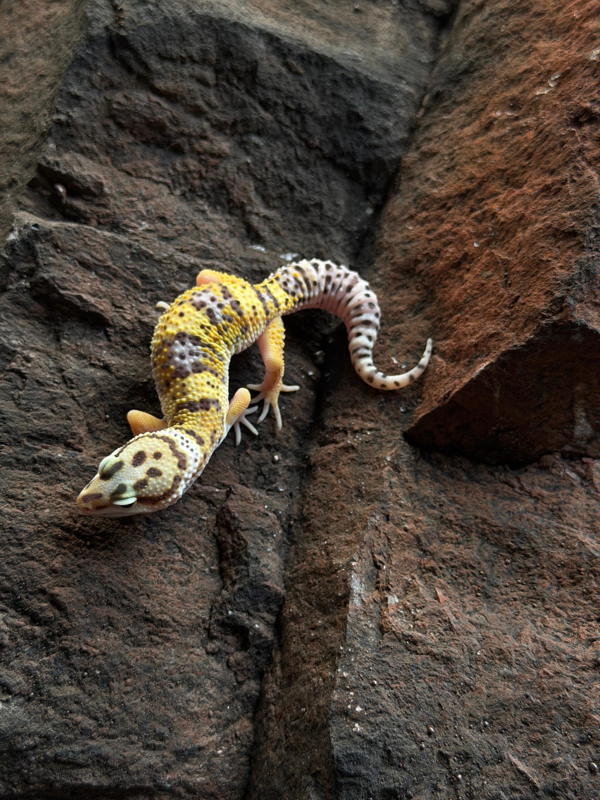 Eublepharis macularius (Leopardigekko) #5 - Image 3