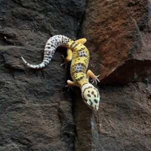 Eublepharis macularius (Leopardigekko) #5