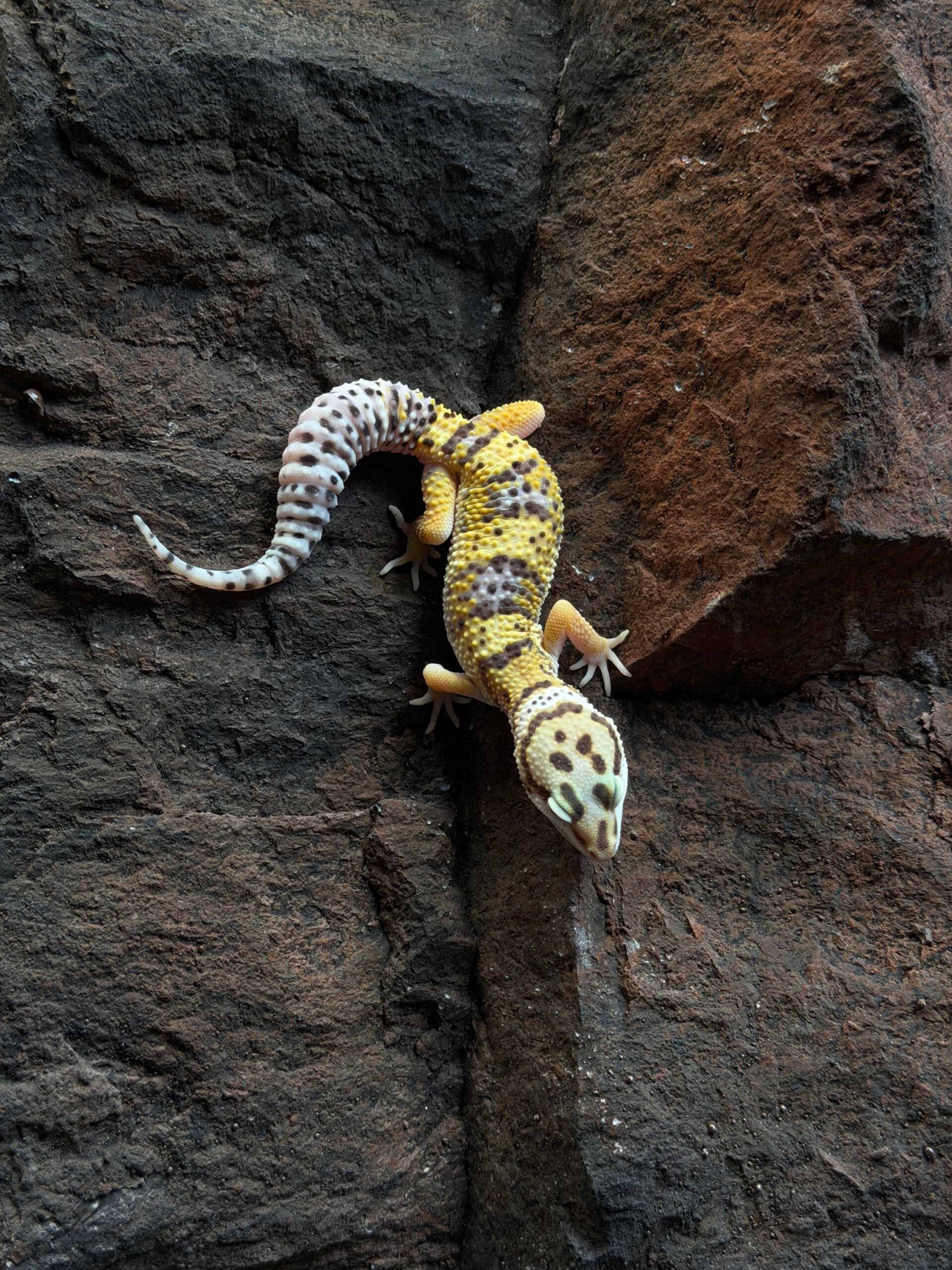 Eublepharis macularius (Leopardigekko) #5
