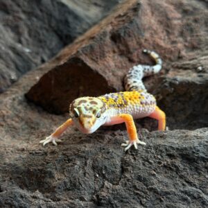 Eublepharis macularius (Leopardigekko) #4
