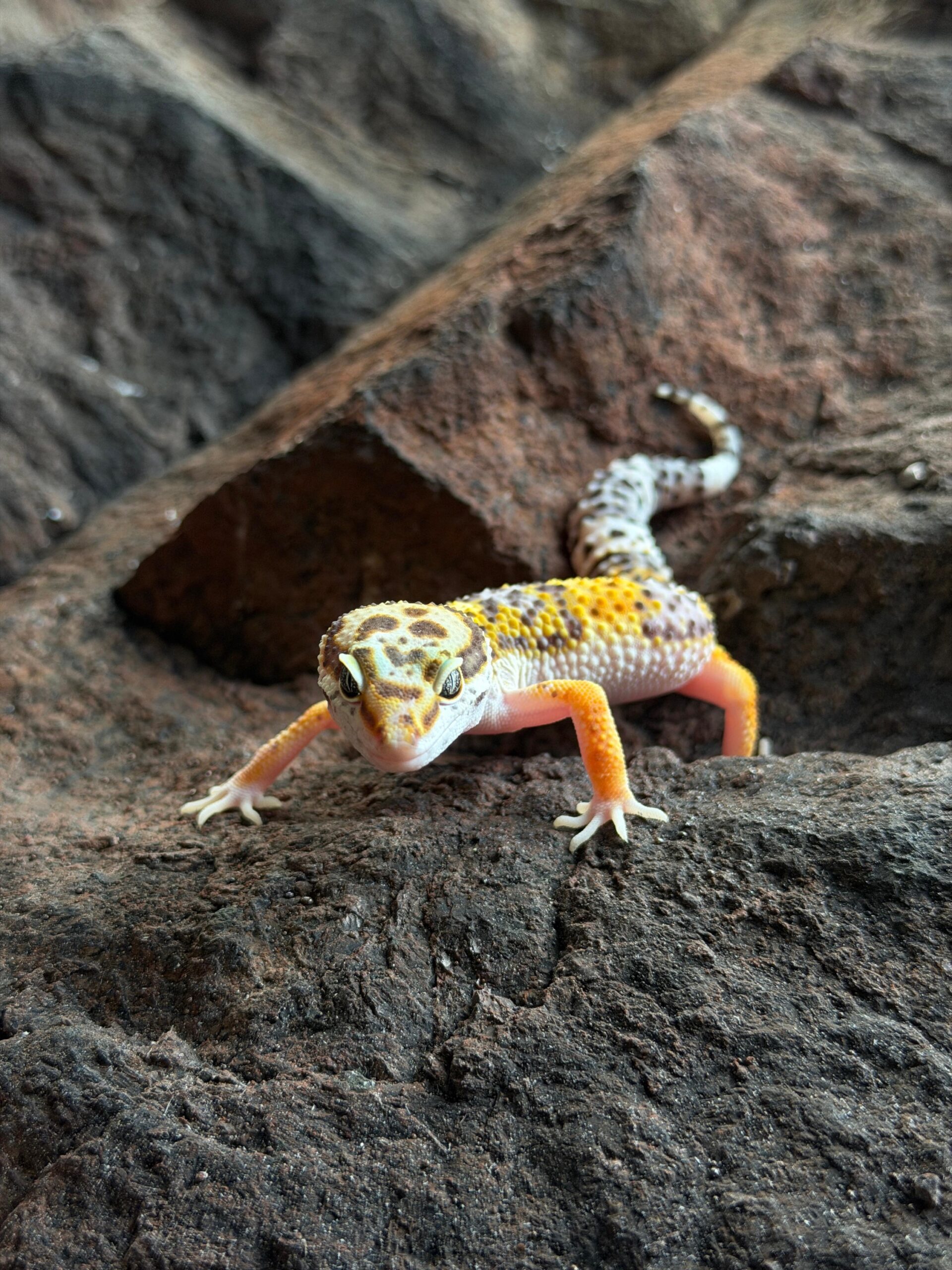 Eublepharis macularius (Leopardigekko) #4