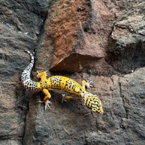 Eublepharis macularius (Leopardigekko) #3