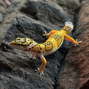 Eublepharis macularius (Leopardigekko) #2