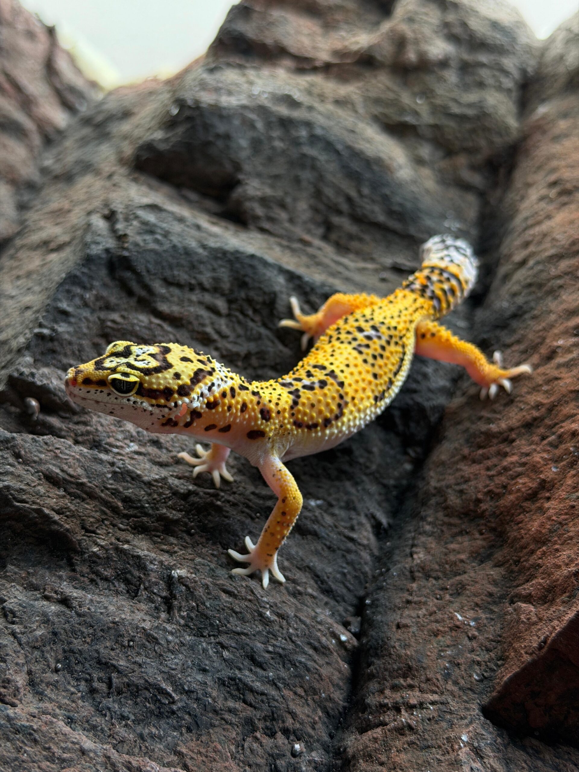 Eublepharis macularius (Leopardigekko) #2