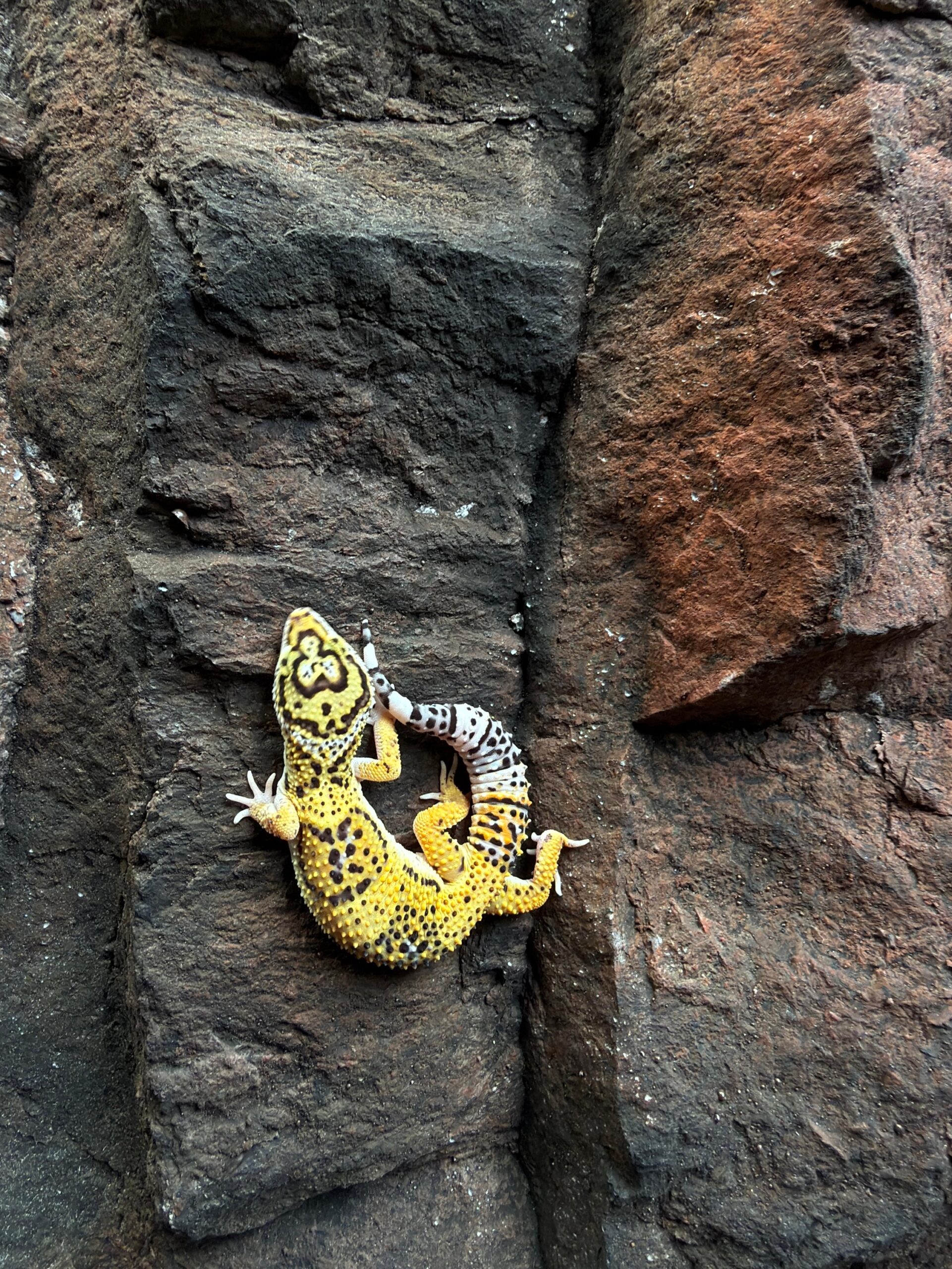 Eublepharis macularius (Leopardigekko) #2 - Image 3