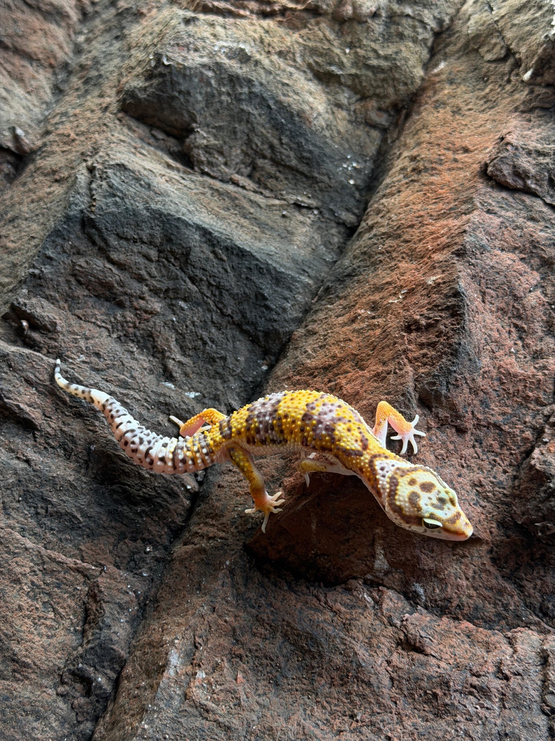 Eublepharis macularius (Leopardigekko) #4 - Image 3