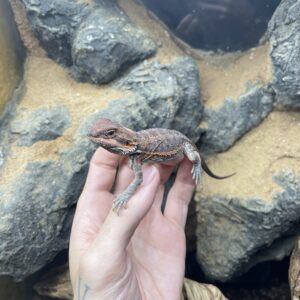 Pogona vitticeps (Parta-agama) RED