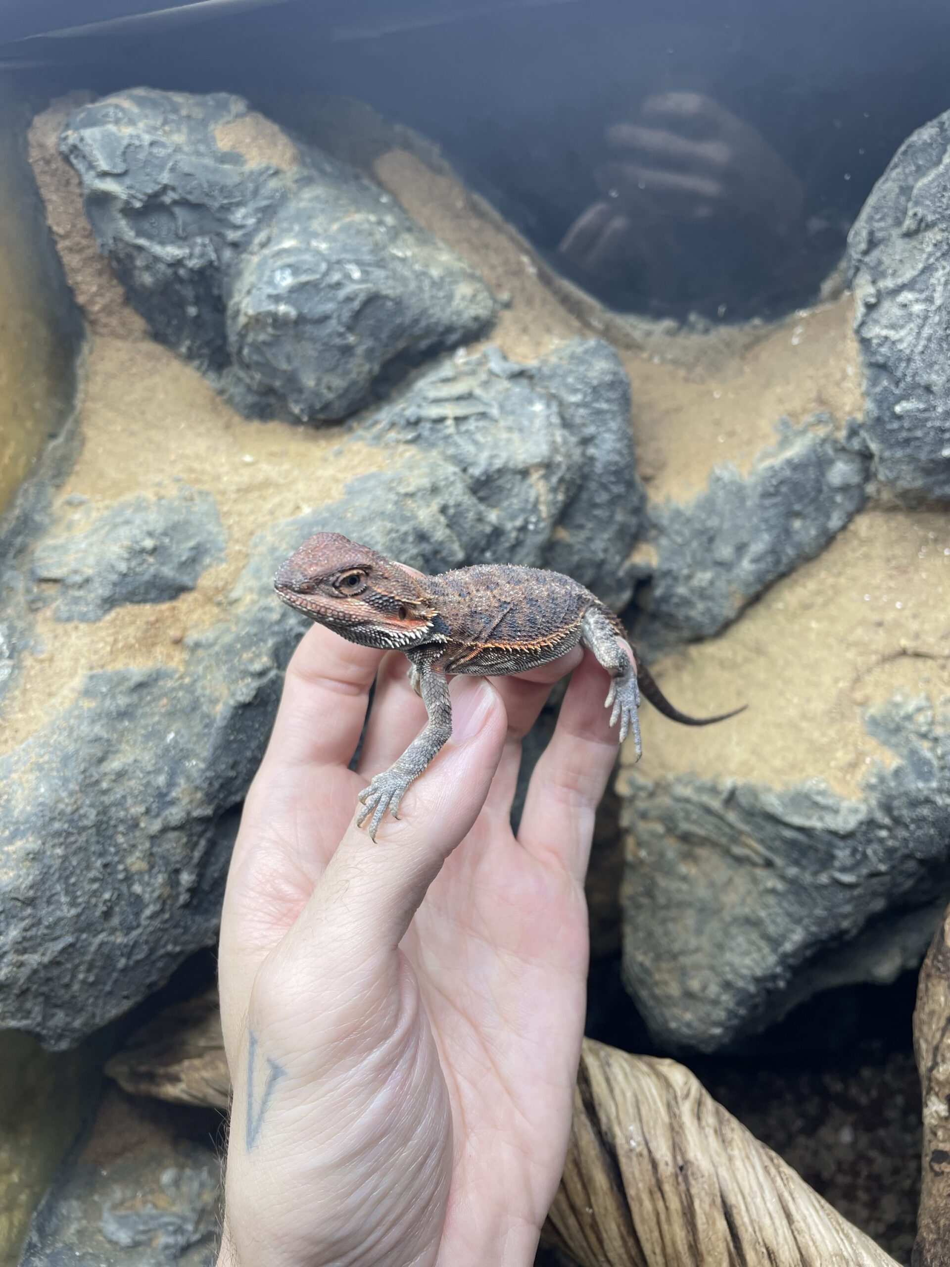 Pogona vitticeps (Parta-agama) RED