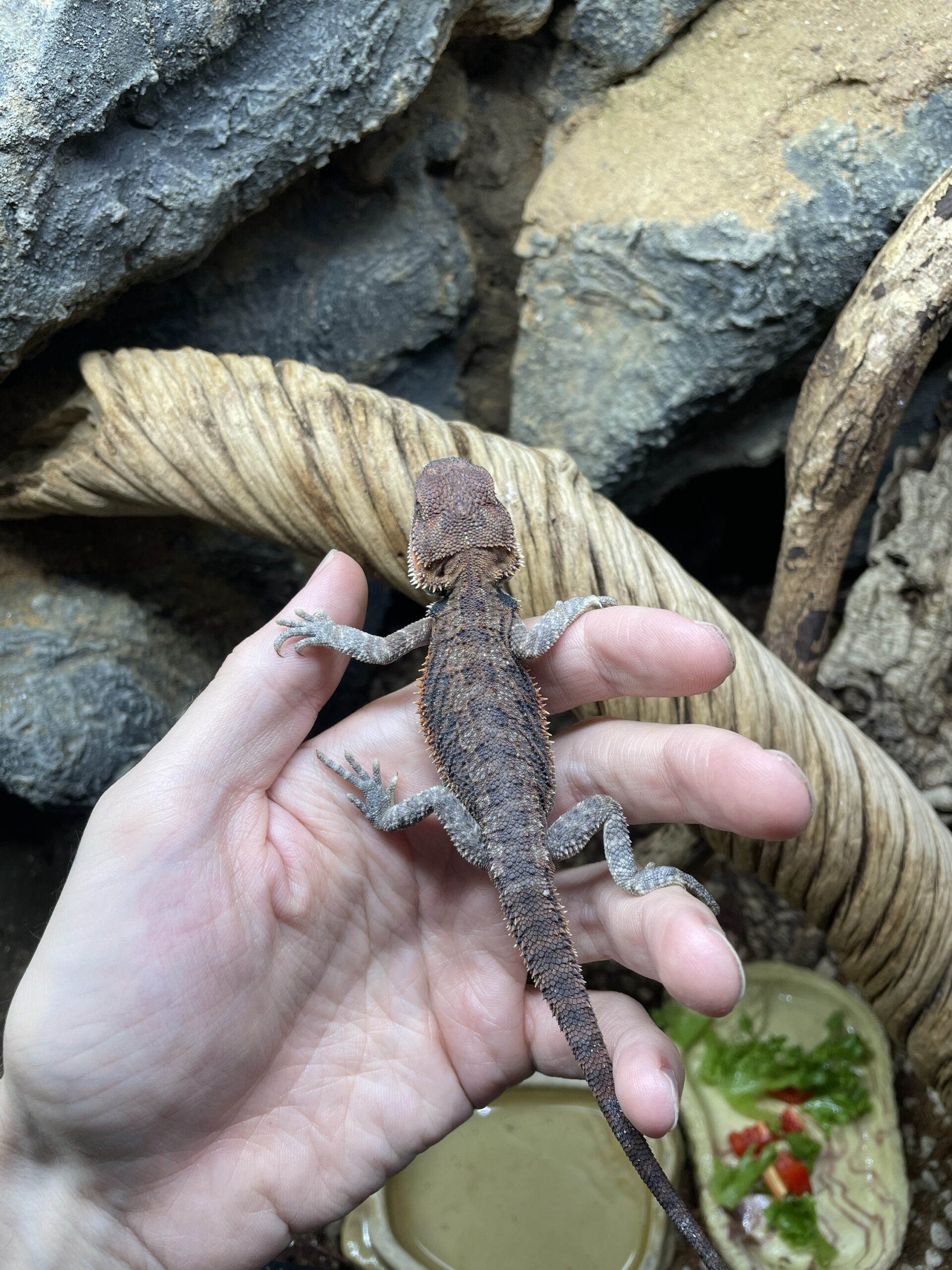 Pogona vitticeps (Parta-agama) RED - Image 3