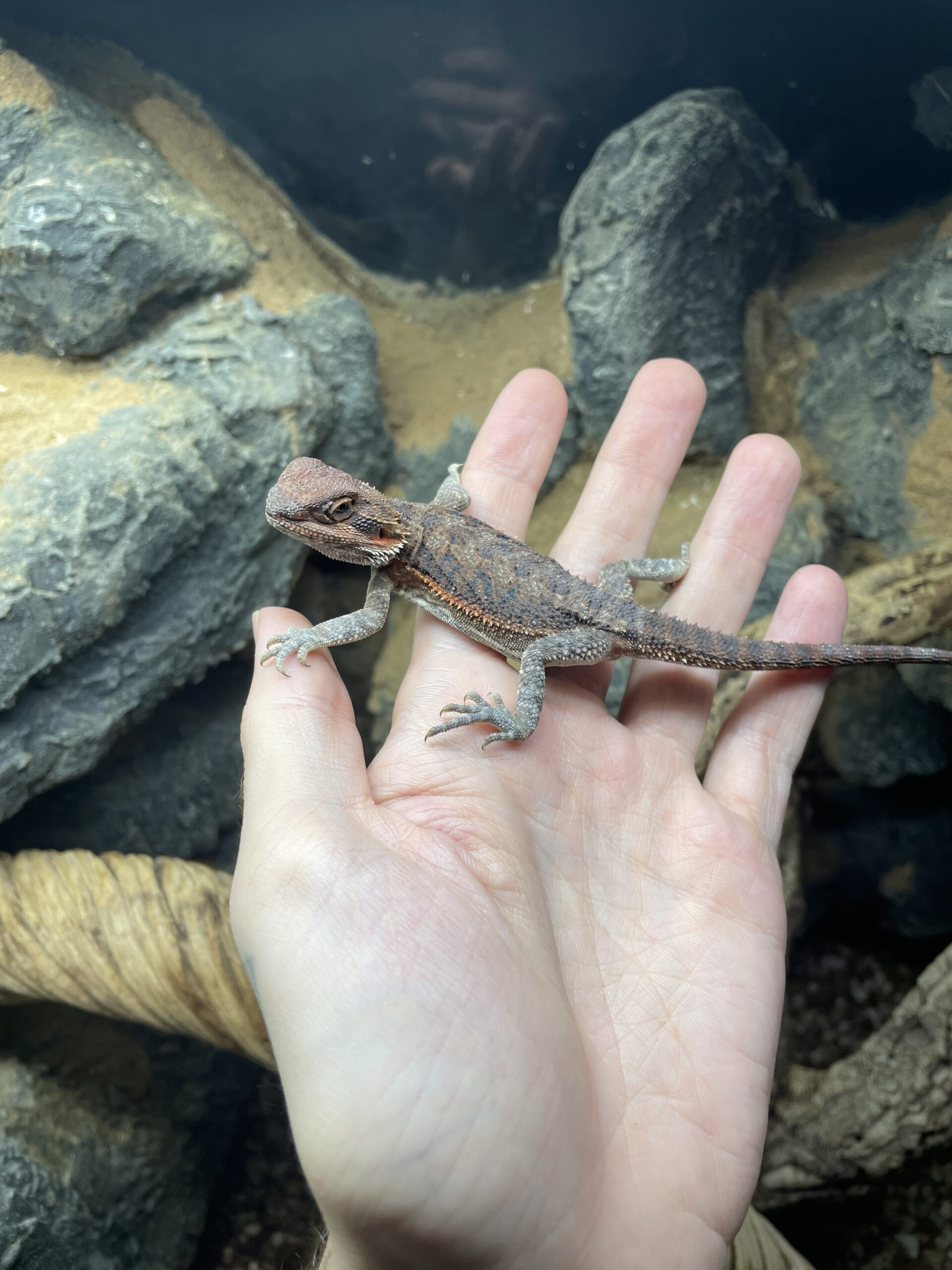 Pogona vitticeps (Parta-agama) RED - Image 2