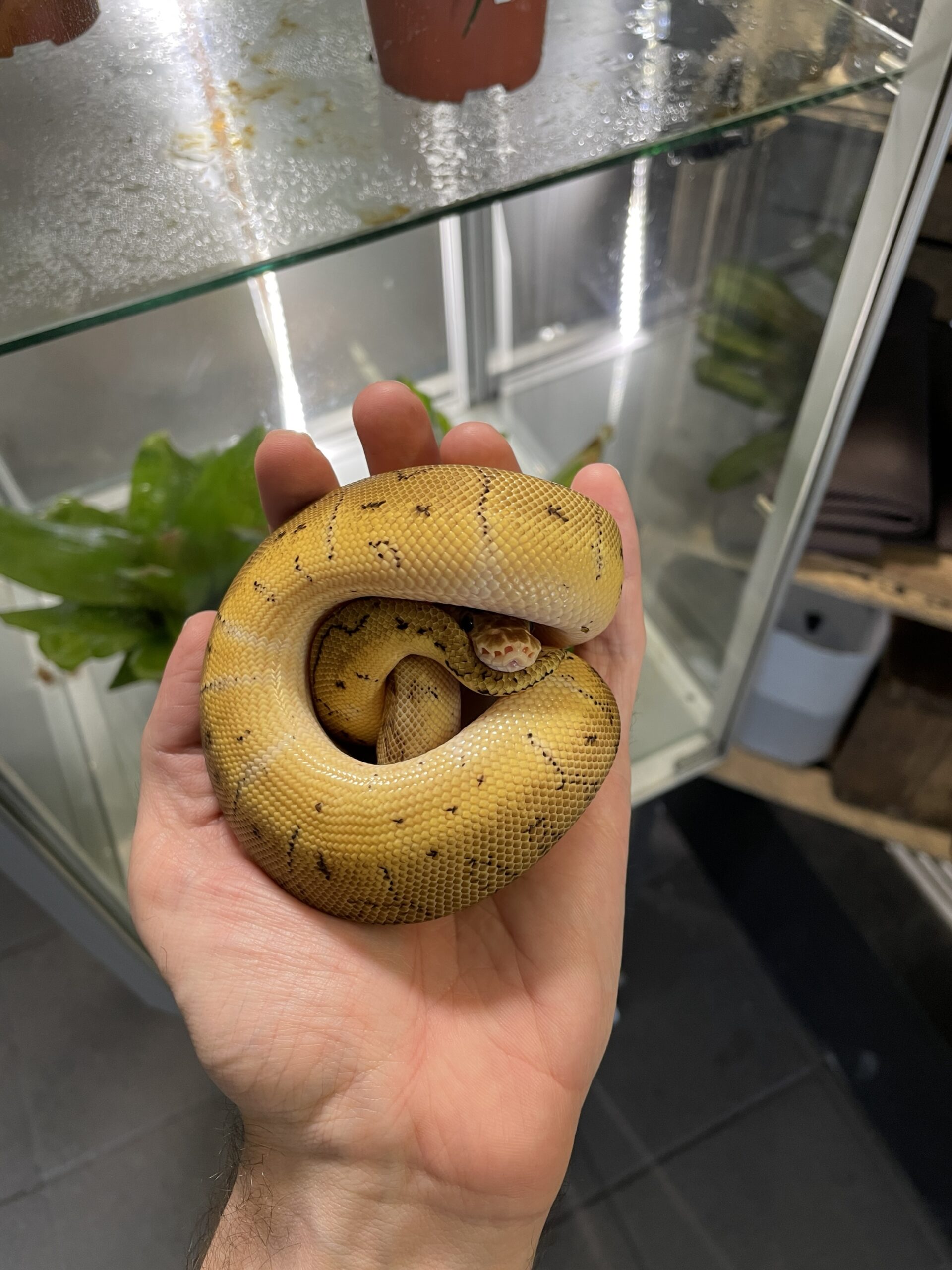 Python regius (Kunigaspyton) C102 Clown Pastel Pinstripe 1.0 - Image 2