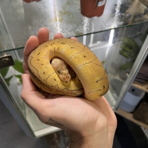 Python regius (Kunigaspyton) C102 Clown Pastel Pinstripe 1.0