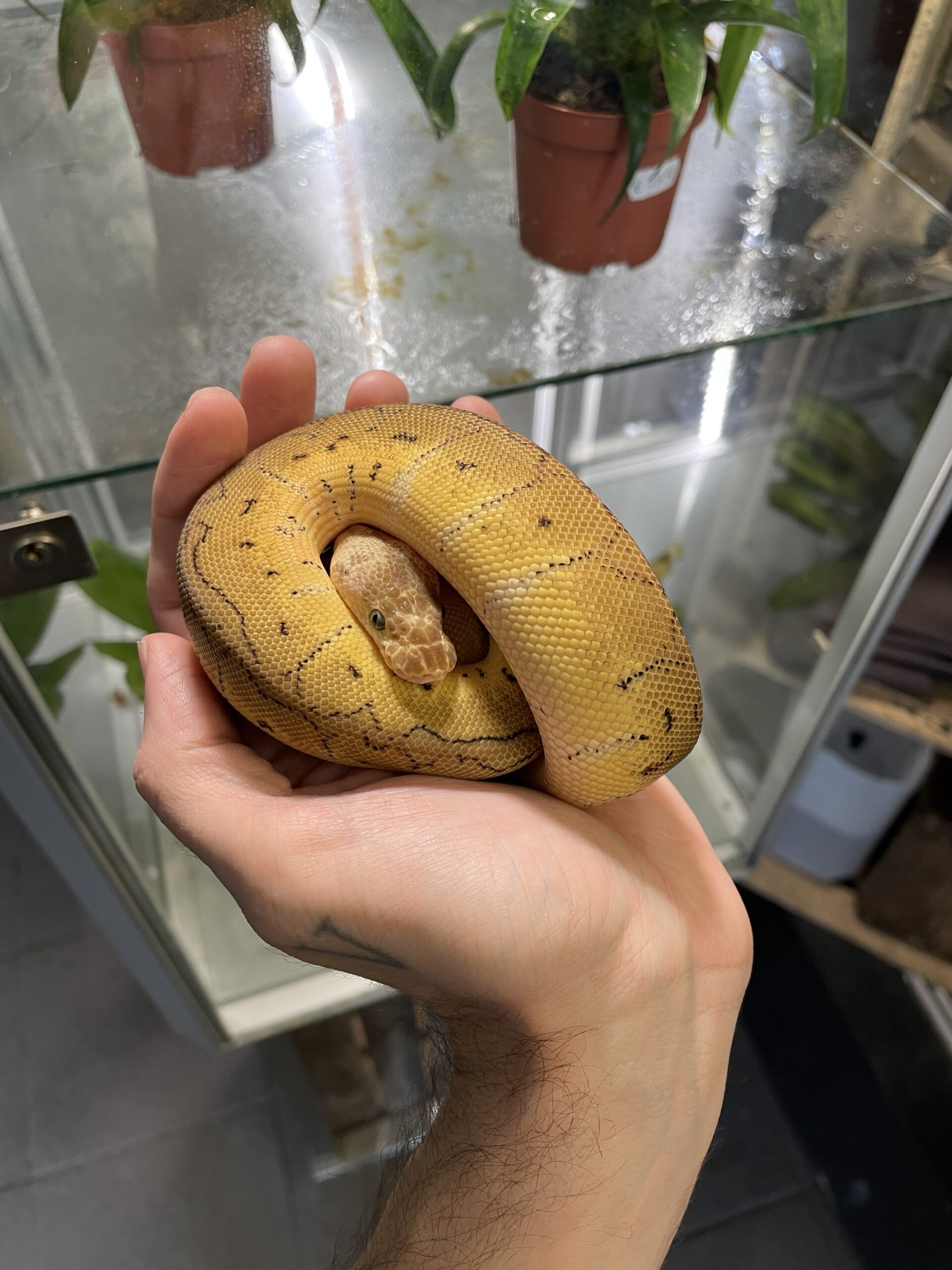 Python regius (Kunigaspyton) C102 Clown Pastel Pinstripe 1.0