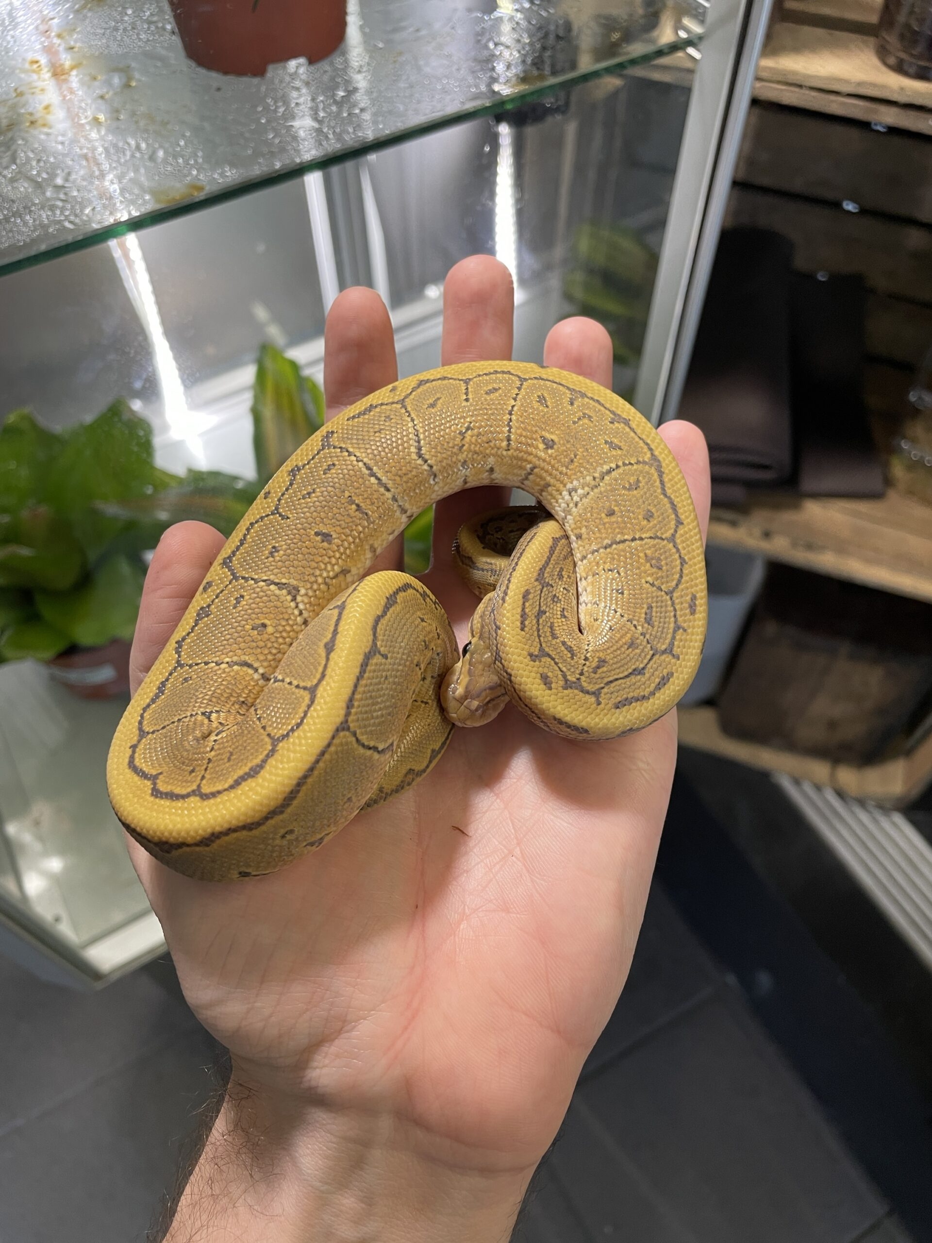 Python regius (Kunigaspyton) C203 Pinstripe - Image 2