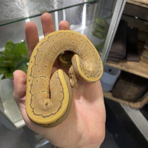 Python regius (Kunigaspyton) C203 Pinstripe