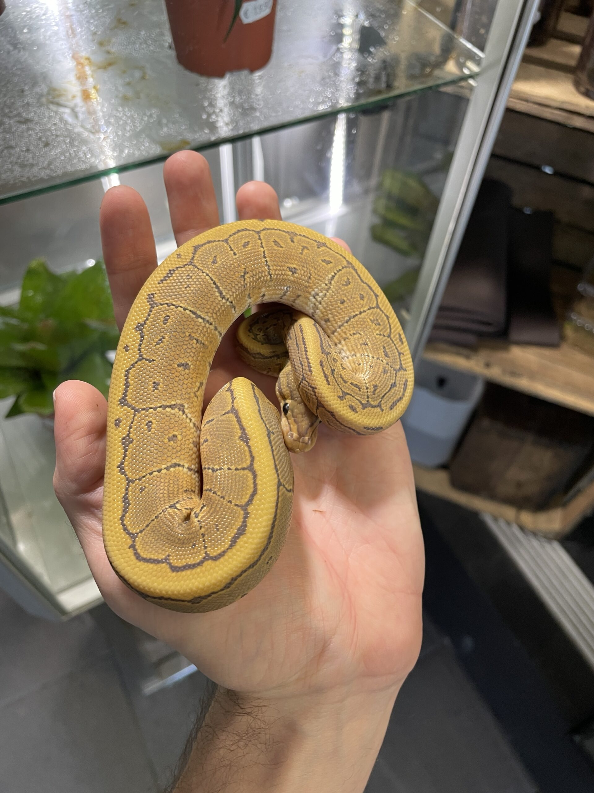 Python regius (Kunigaspyton) C203 Pinstripe