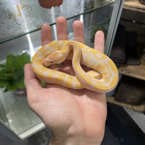 Python regius (Kunigaspyton) C408 Lavender Albino 1.0