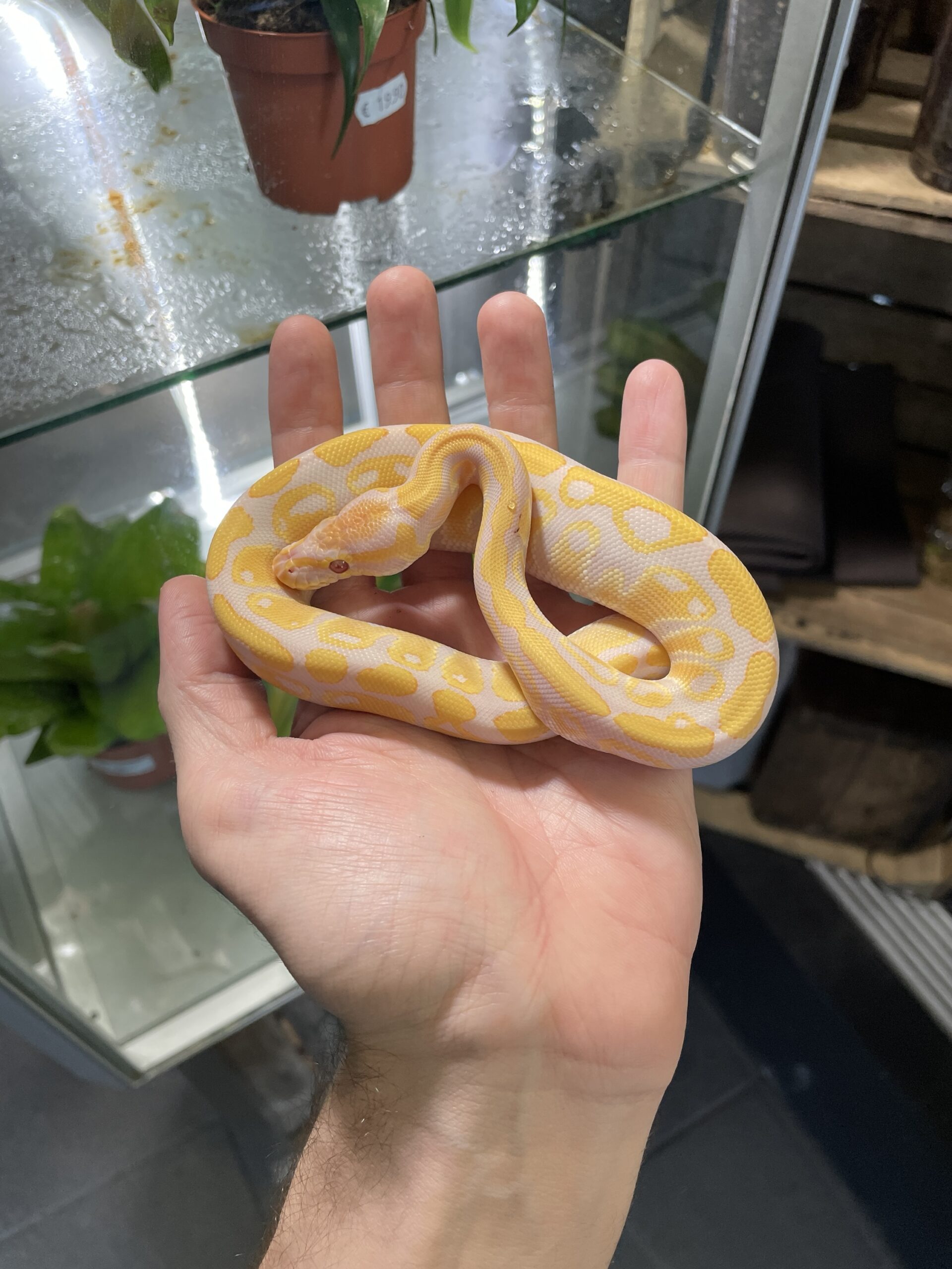Python regius (Kunigaspyton) C408 Lavender Albino 1.0