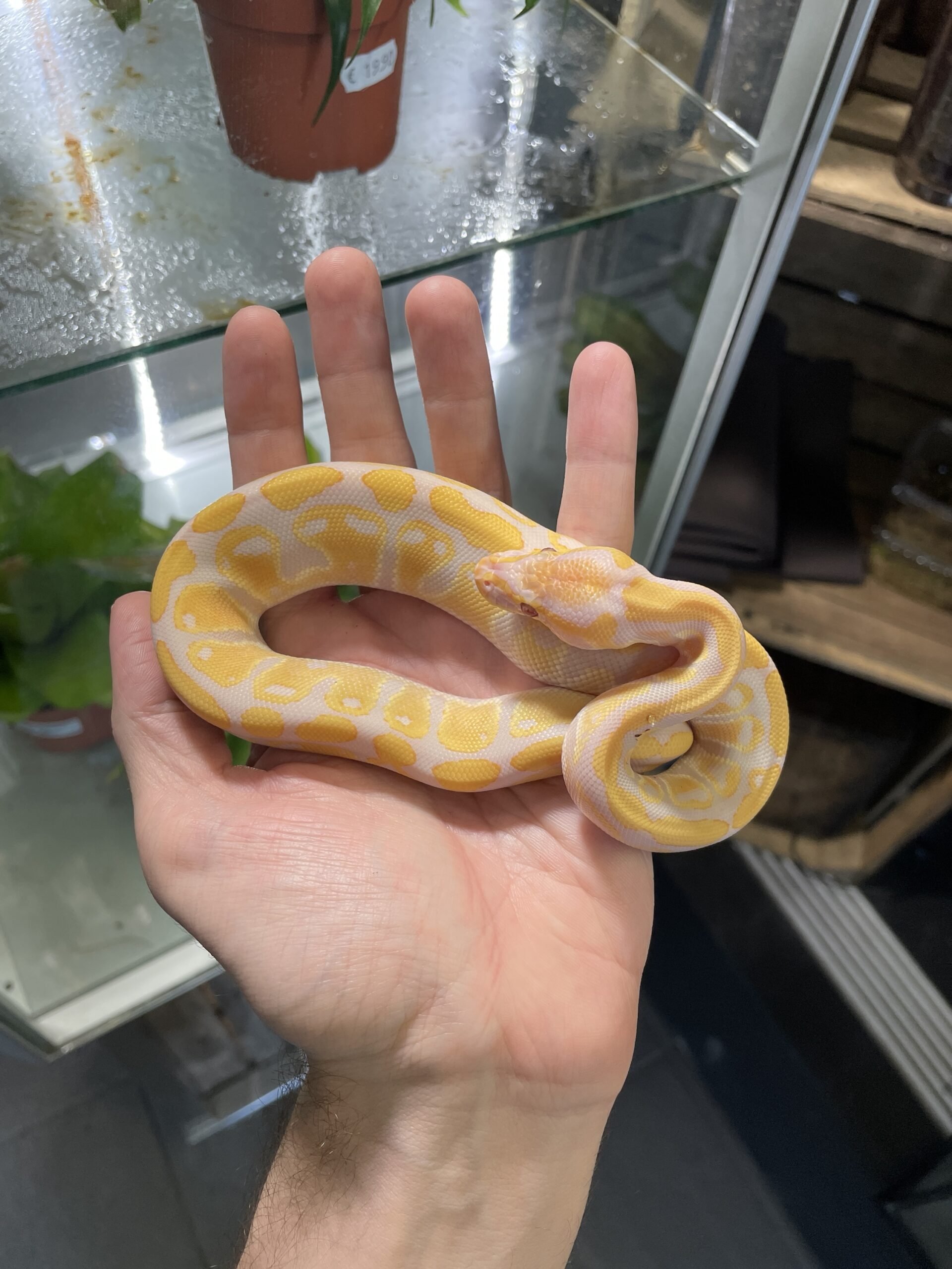 Python regius (Kunigaspyton) C408 Lavender Albino 1.0 - Image 2