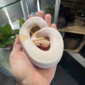 Python regius (Kunigaspyton) C201 Super Banana Pin Pied 1.0