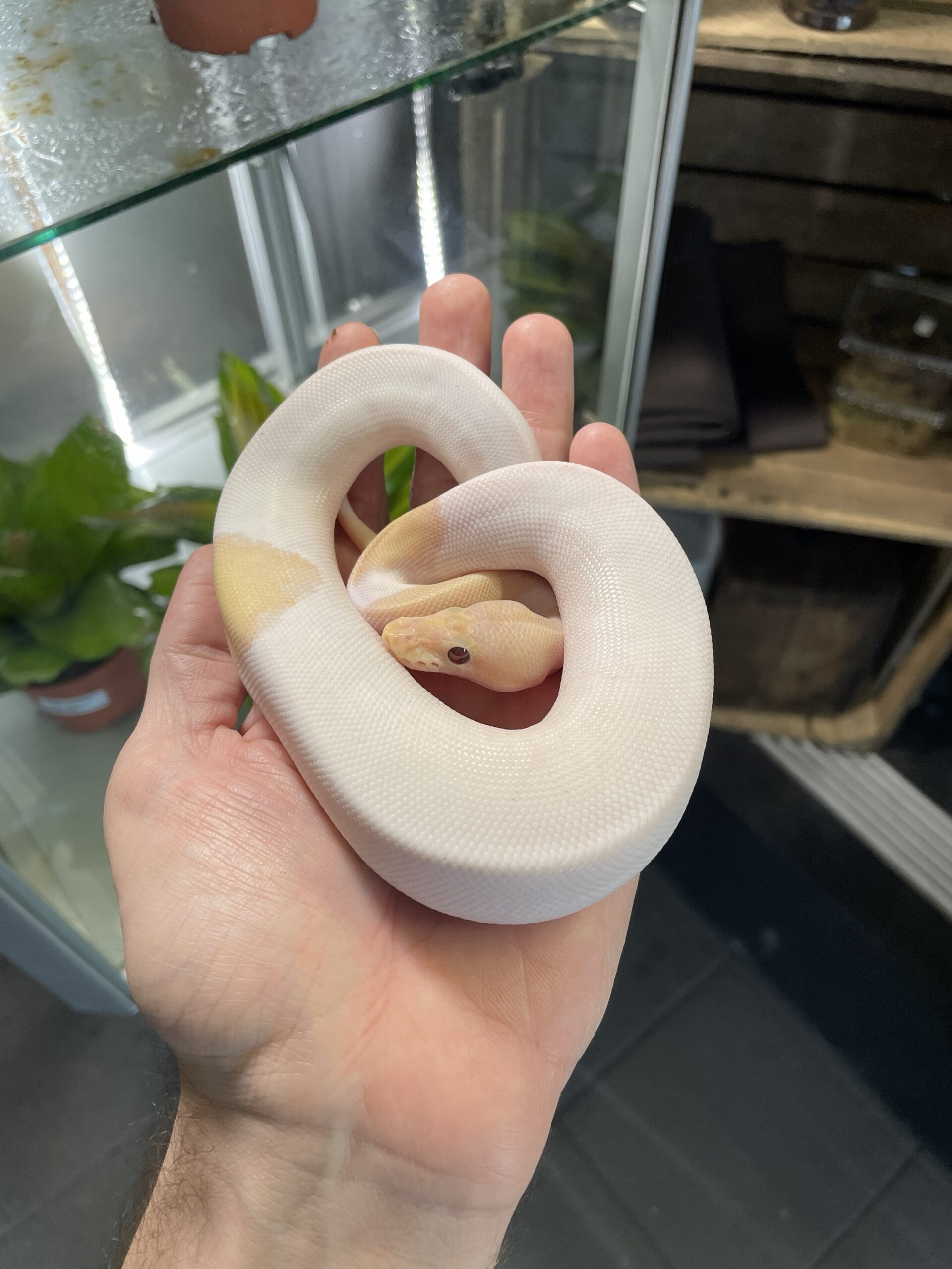 Python regius (Kunigaspyton) C201 Super Banana Pin Pied 1.0