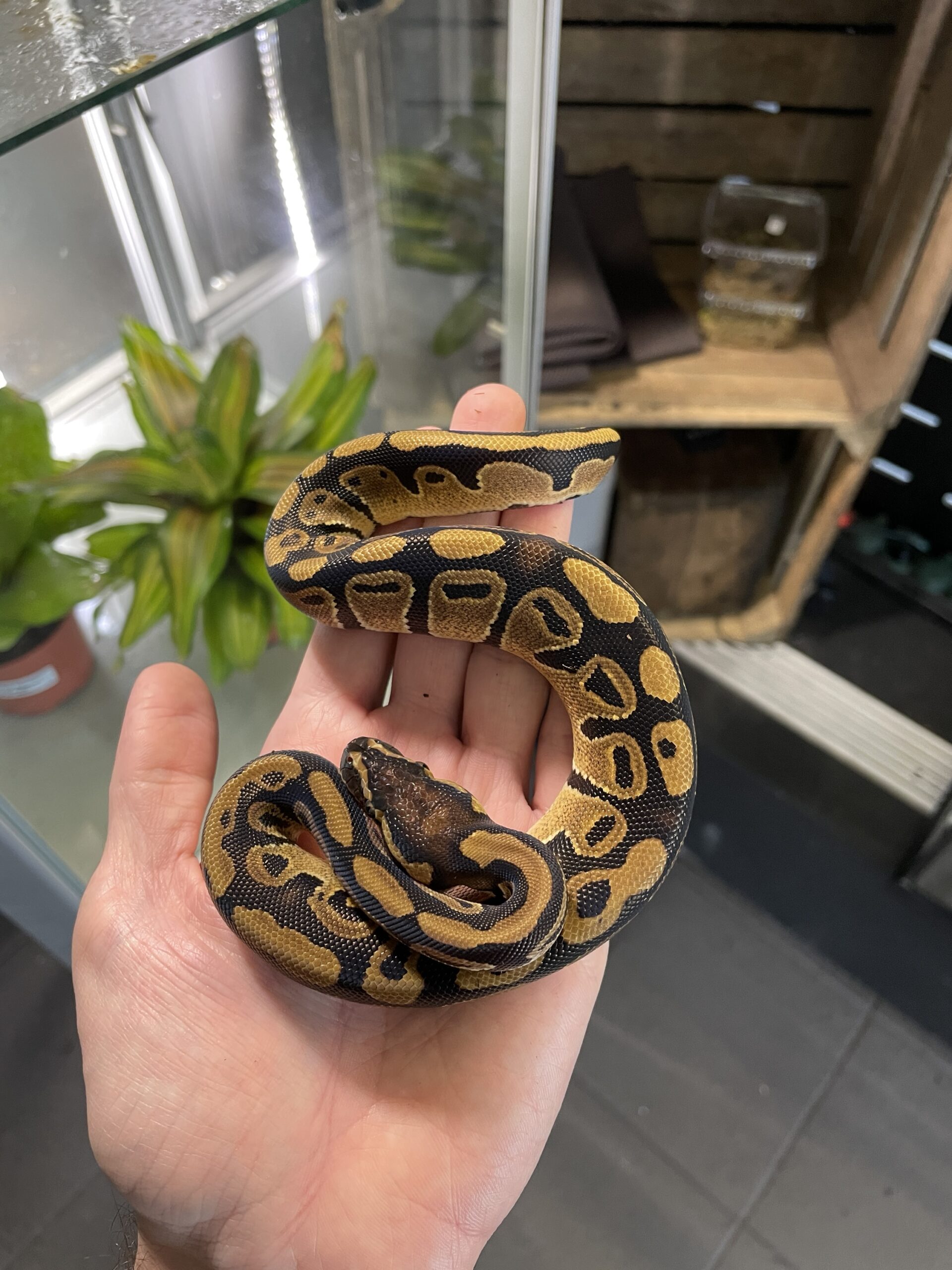 Python regius (Kunigaspyton) C406 Normal het. dreamsicle 1.0 - Image 2