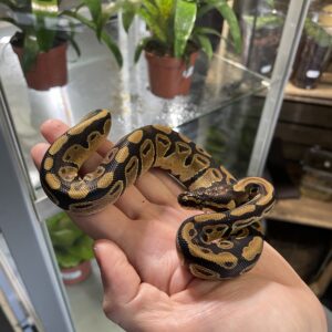 Python regius (Kunigaspyton) C406 Normal het. dreamsicle 1.0