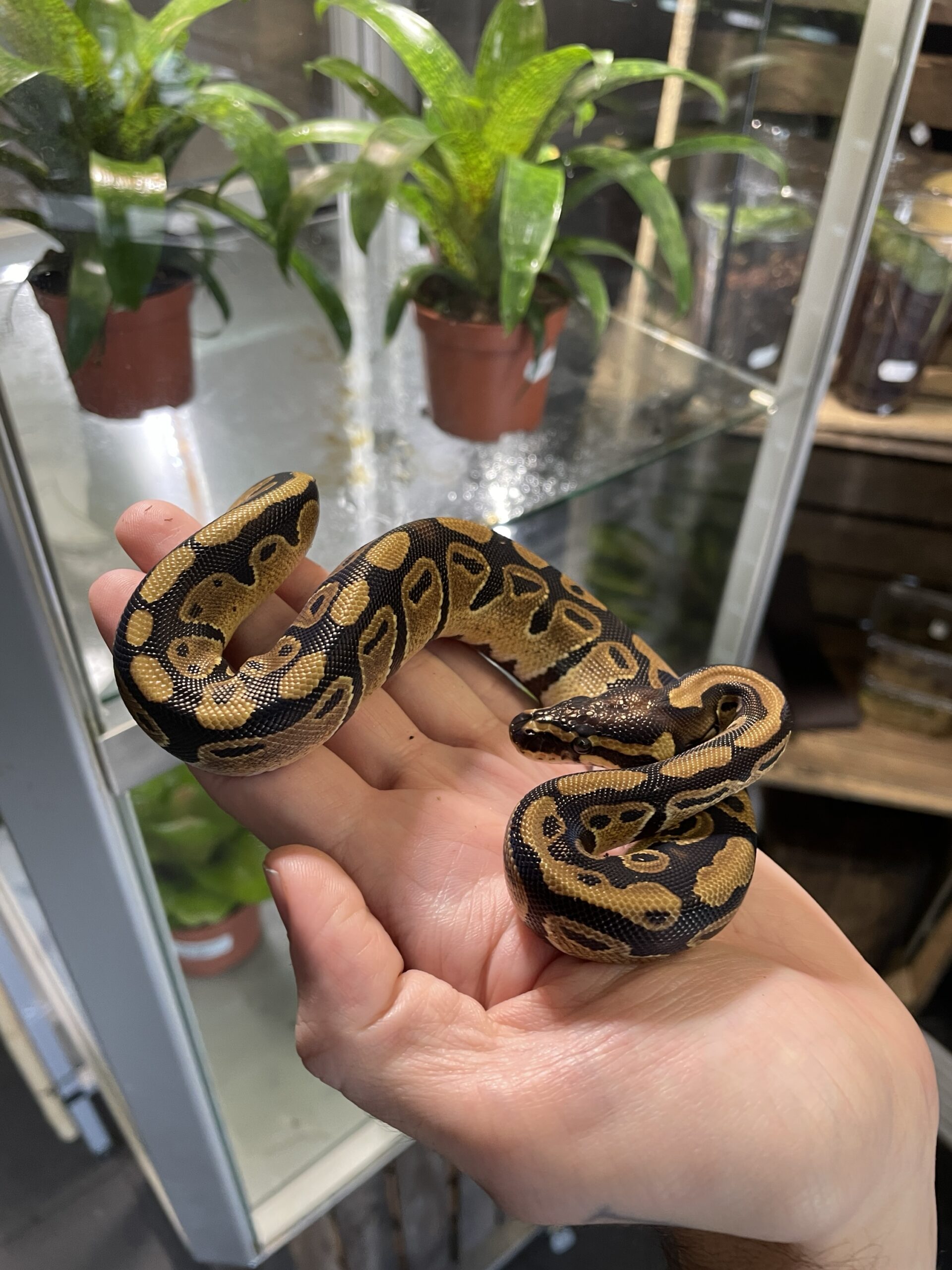 Python regius (Kunigaspyton) C406 Normal het. dreamsicle 1.0