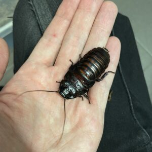 Aeluropoda insignis (Flat Horned Hisser)