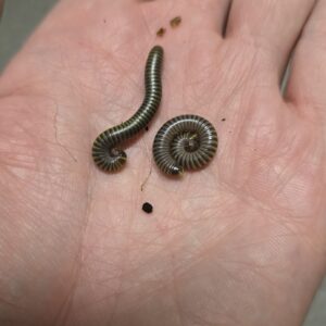 Anadenobolus monilicornis (Kimalaistuhatjalkainen)