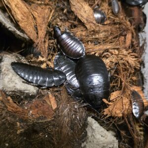Gromphadorhina portentosa "Black" (Madagaskarin sihisevä torakka)