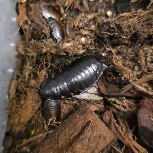 Princisia vanwaerebeki (Vibrant hisser)