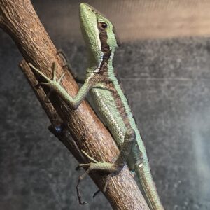 Laemanctus julioi (Julio's casquehead iguana) 0.1