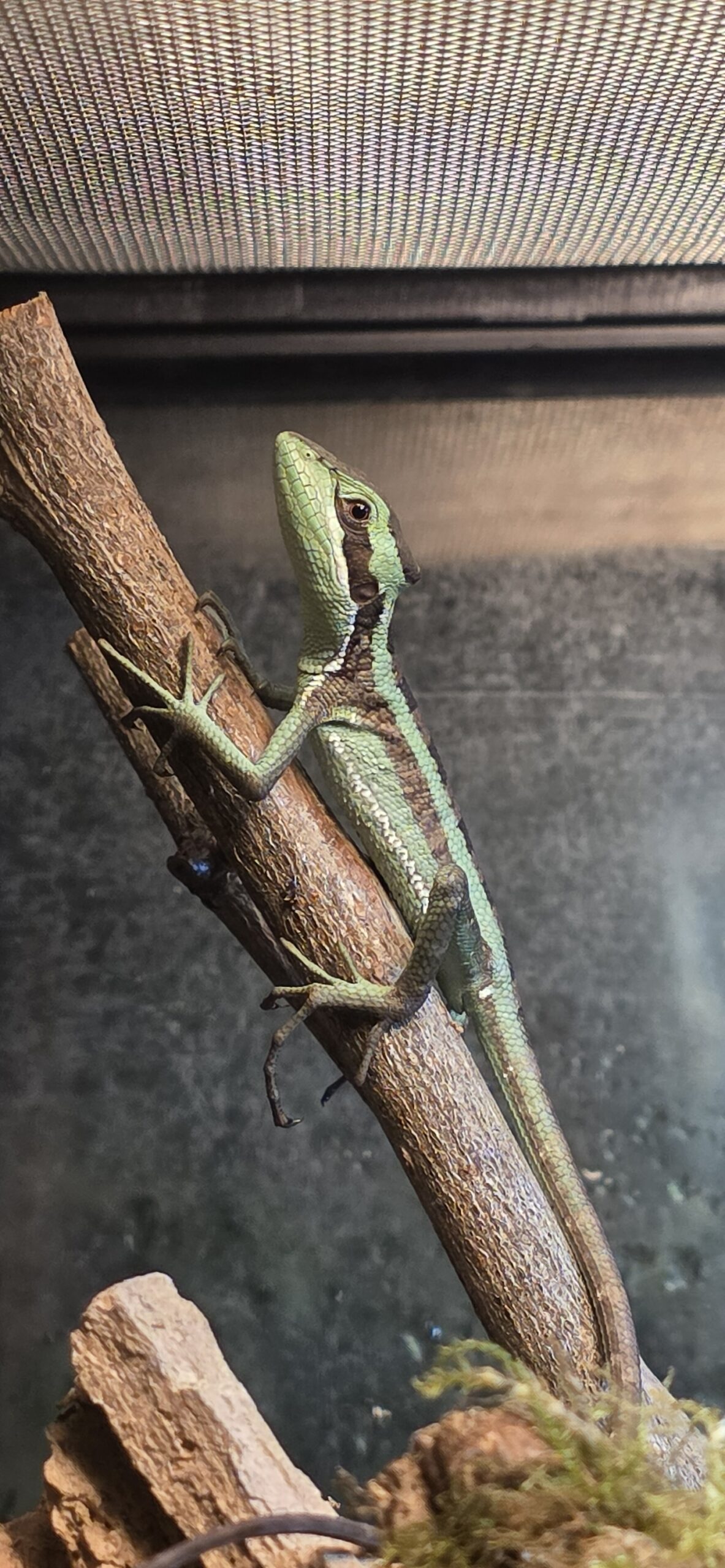Laemanctus julioi (Julio's casquehead iguana) 0.1