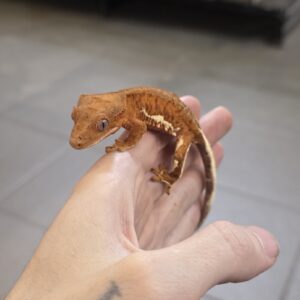 Correlophus ciliatus (Harjasgekko) Lilly White Dalmatian 0.1