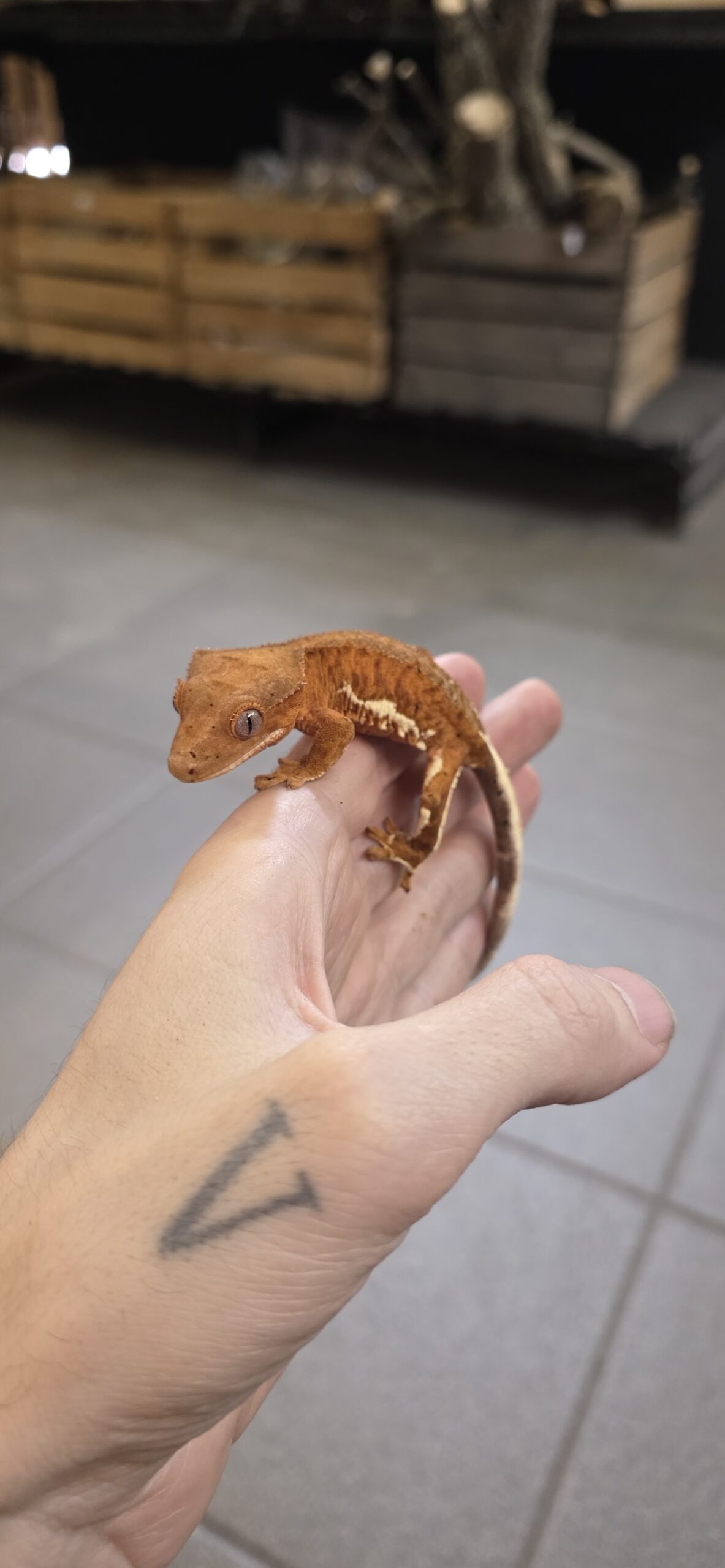 Correlophus ciliatus (Harjasgekko) Lilly White Dalmatian 0.1