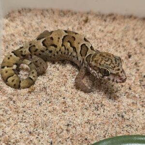 Cyrtodactylus nebulosus (Clouded Indian Gecko)