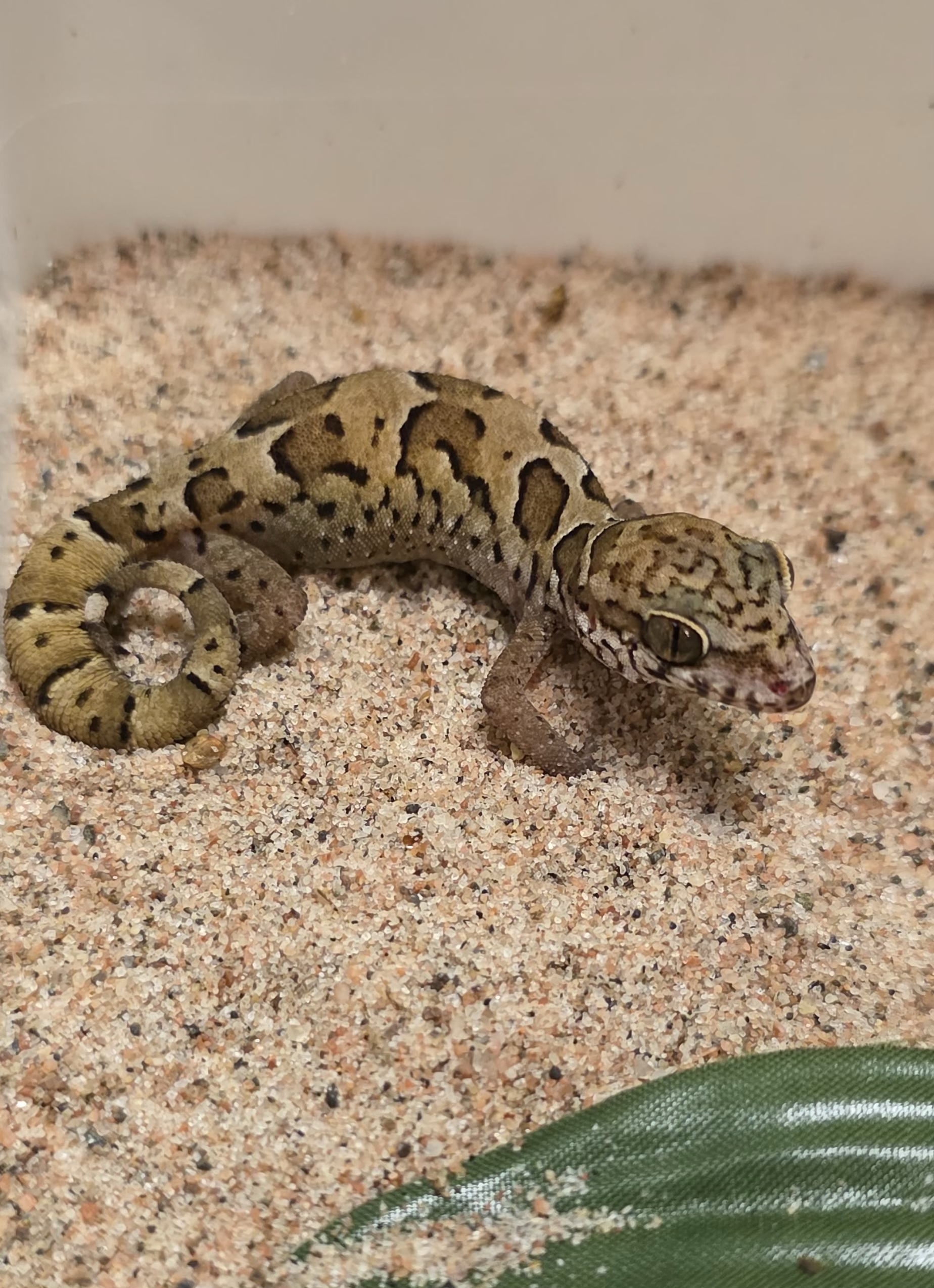 Cyrtodactylus nebulosus (Clouded Indian Gecko)