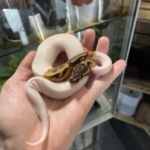 Python regius (Kuningaspyton) Piebald het. Lavender Albino 0.1 C409