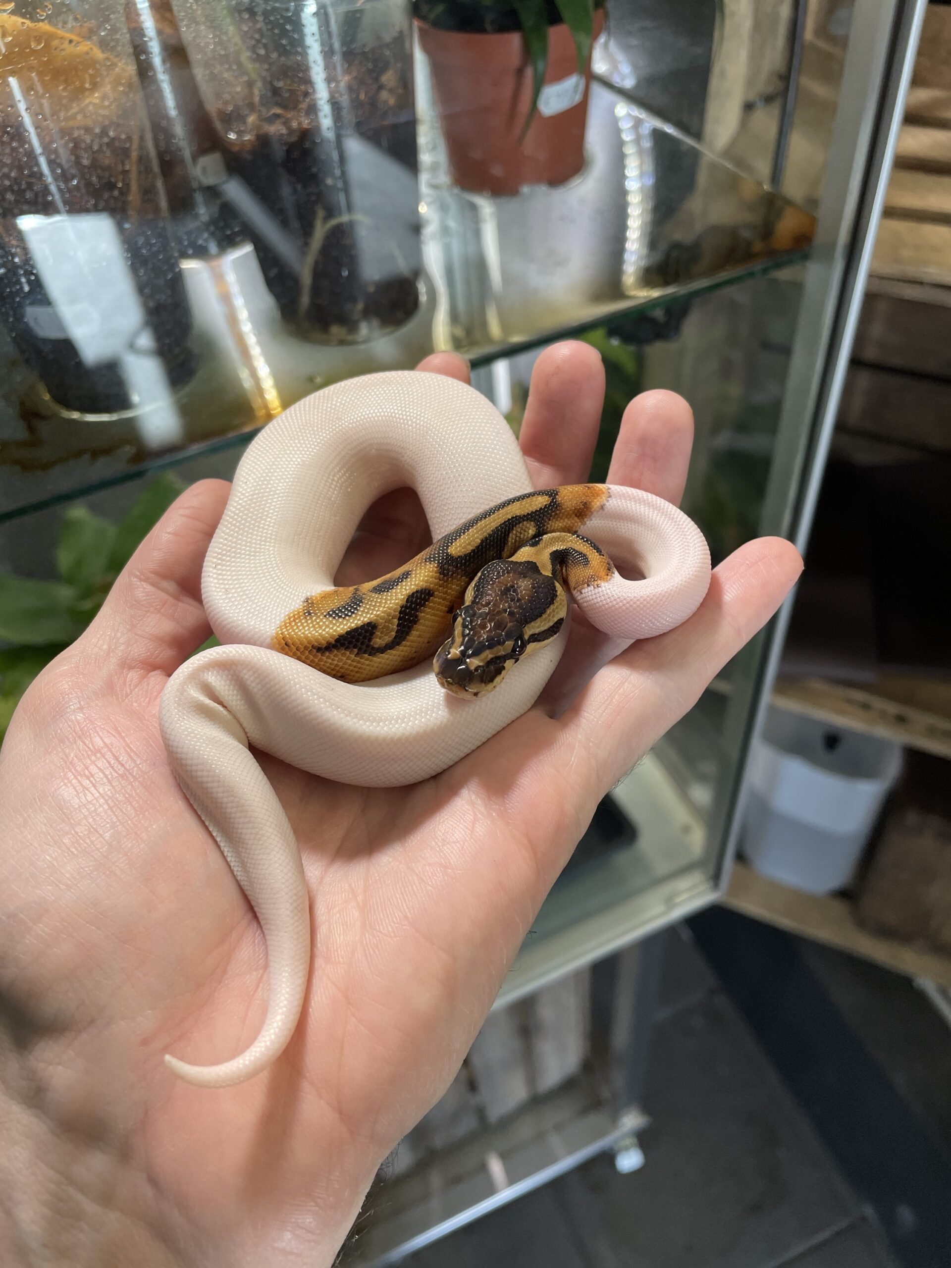 Python regius (Kuningaspyton) Piebald het. Lavender Albino 0.1 C409